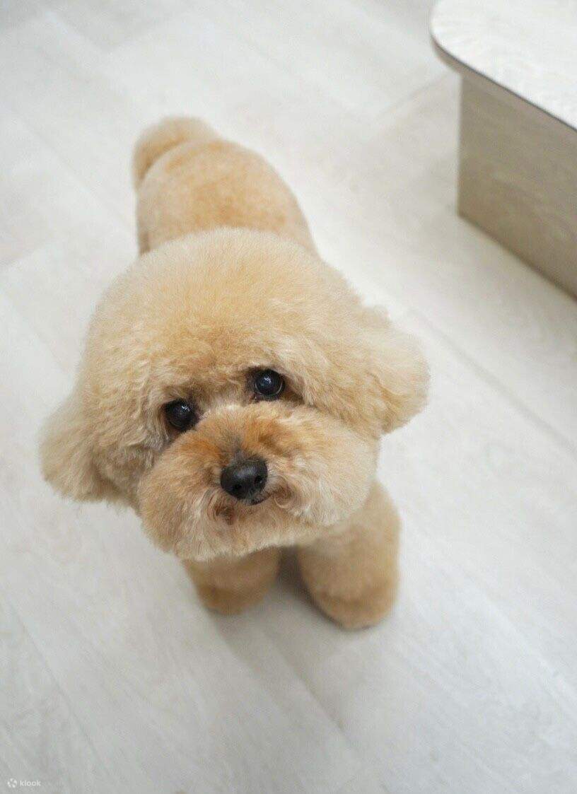 Good Grooming｜Mini Groom 寵物美容優惠券及寵物水療服務 Klook Hong Kong